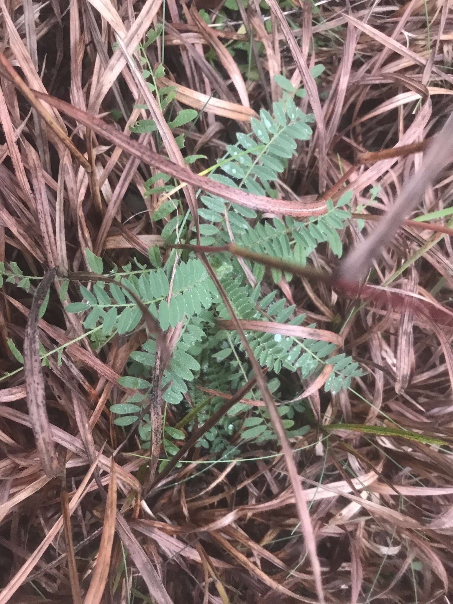 Image of Pyne's ground plum