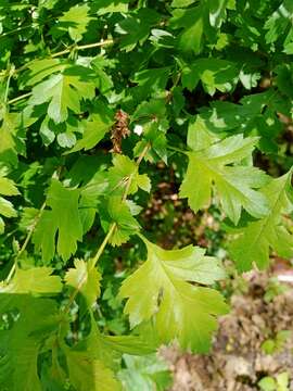 Crataegus rhipidophylla Gand. resmi