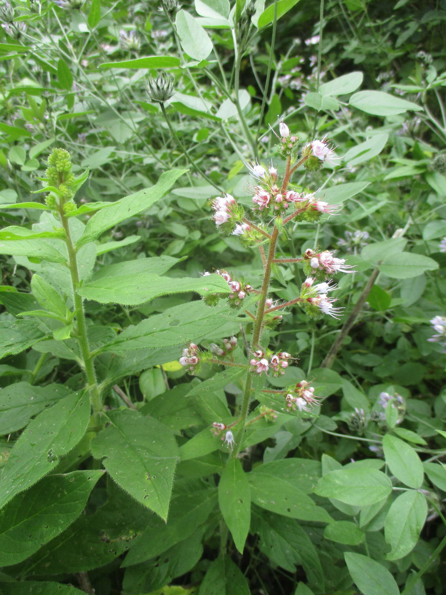 Echium strictum L. fil. resmi