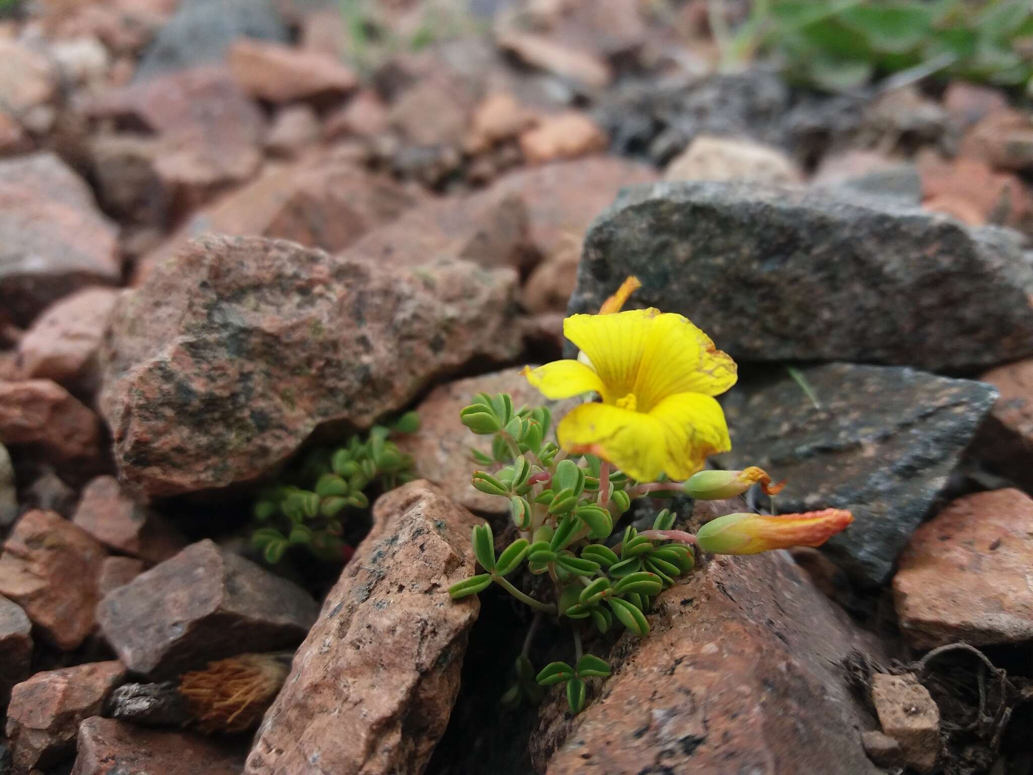 Image of Oxalis subacaulis Gill.