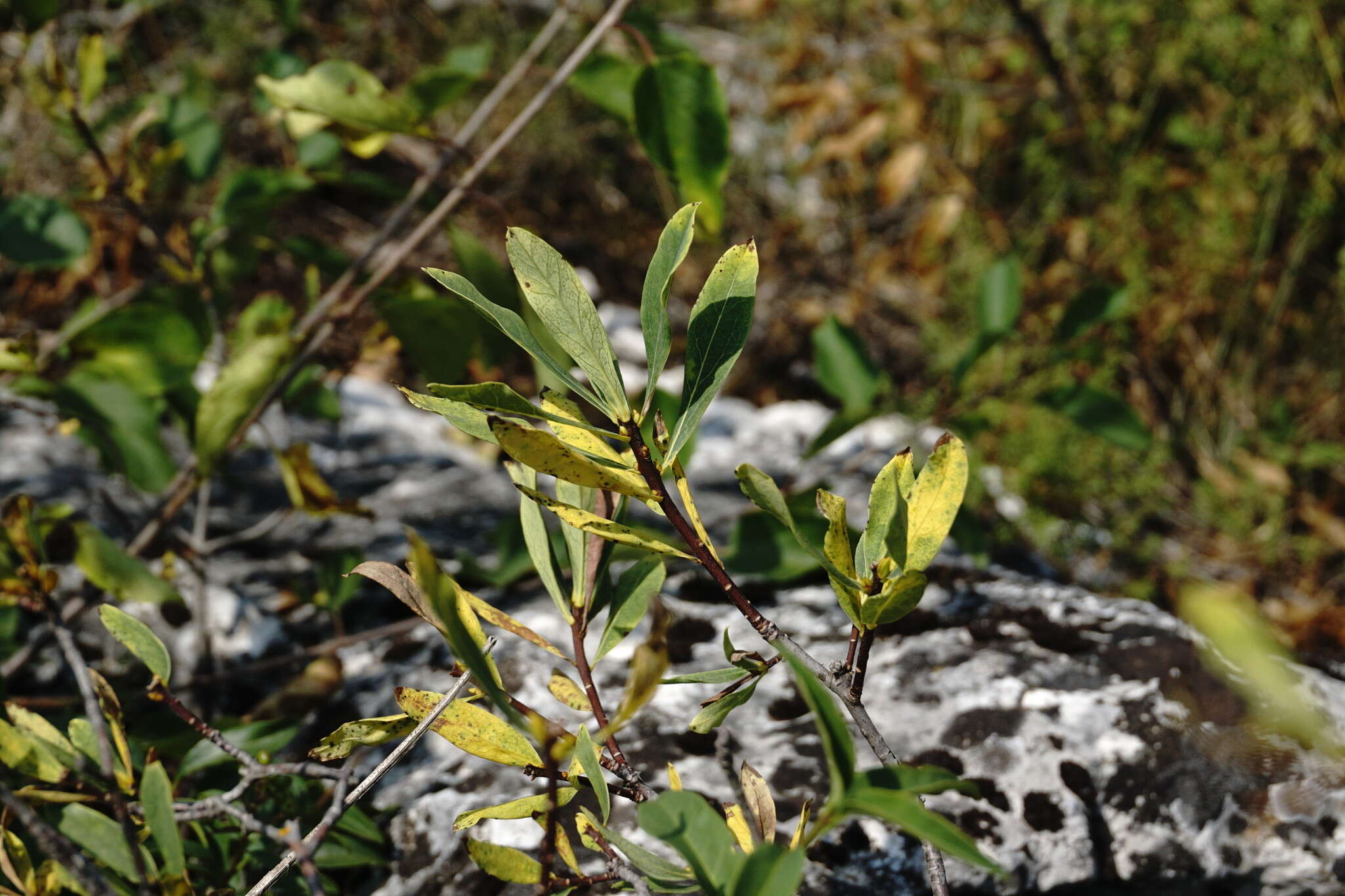 Image of Daphne sophia subsp. taurica (Kotov) J. J. Halda