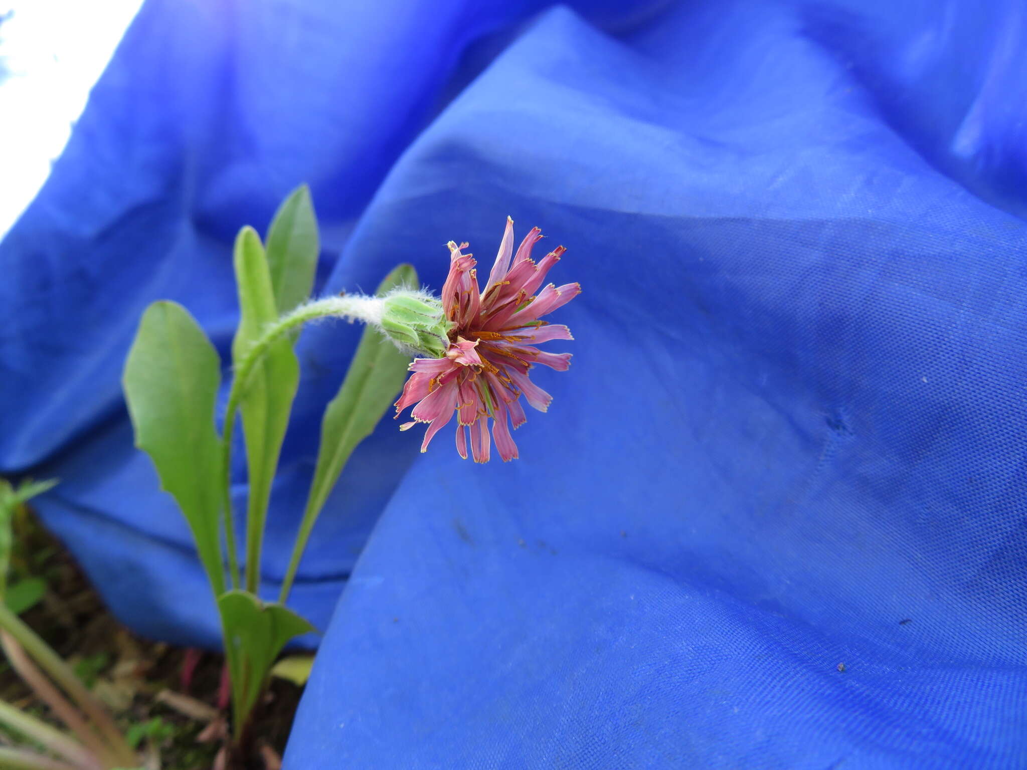 Plancia ëd Agoseris aurantiaca var. carnea (Rydb.) Lesica