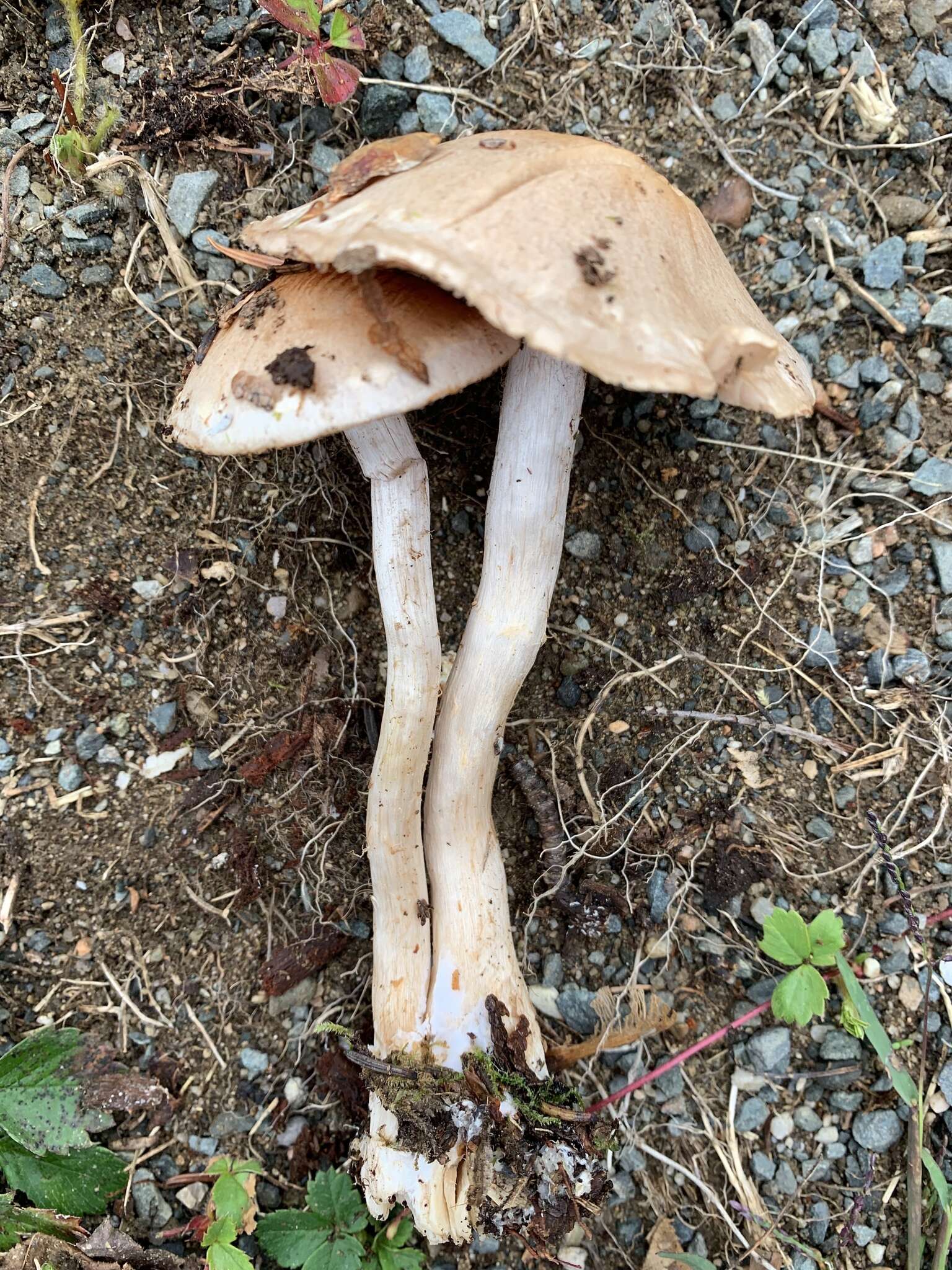 Image of Cortinarius albidoavellaneus Kauffman & A. H. Sm. 1933