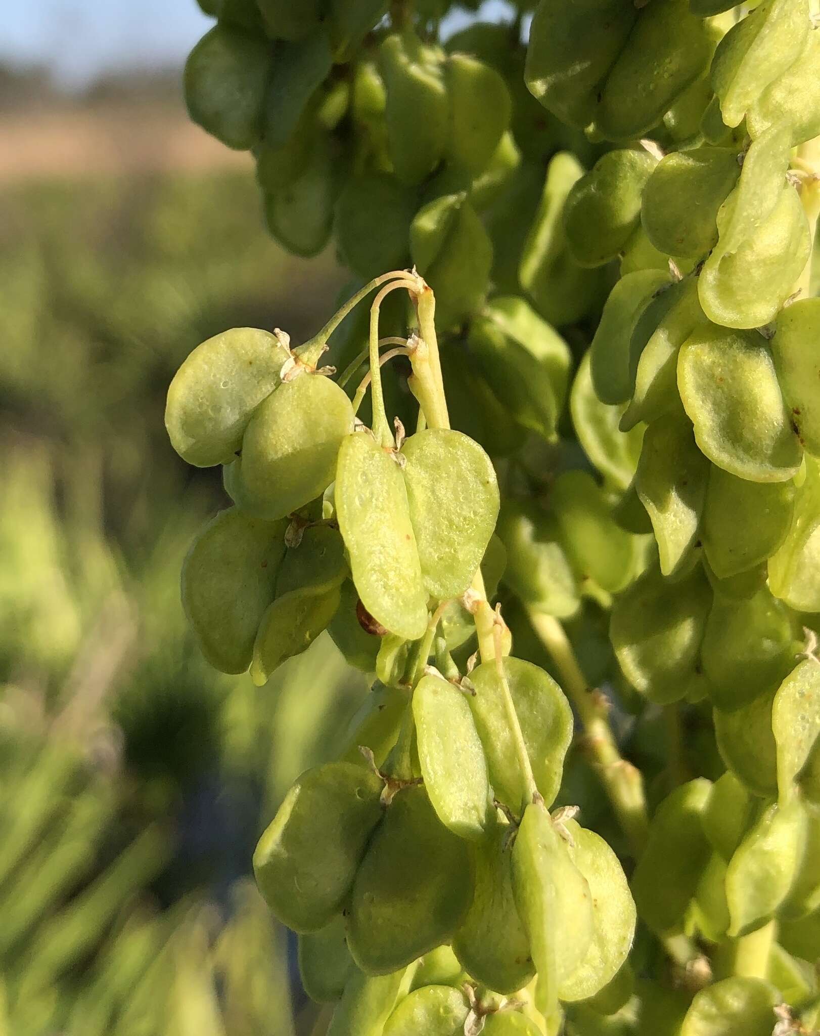 Image of Britton's beargrass