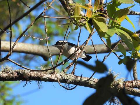 Image of Blyth's Shrike Babbler