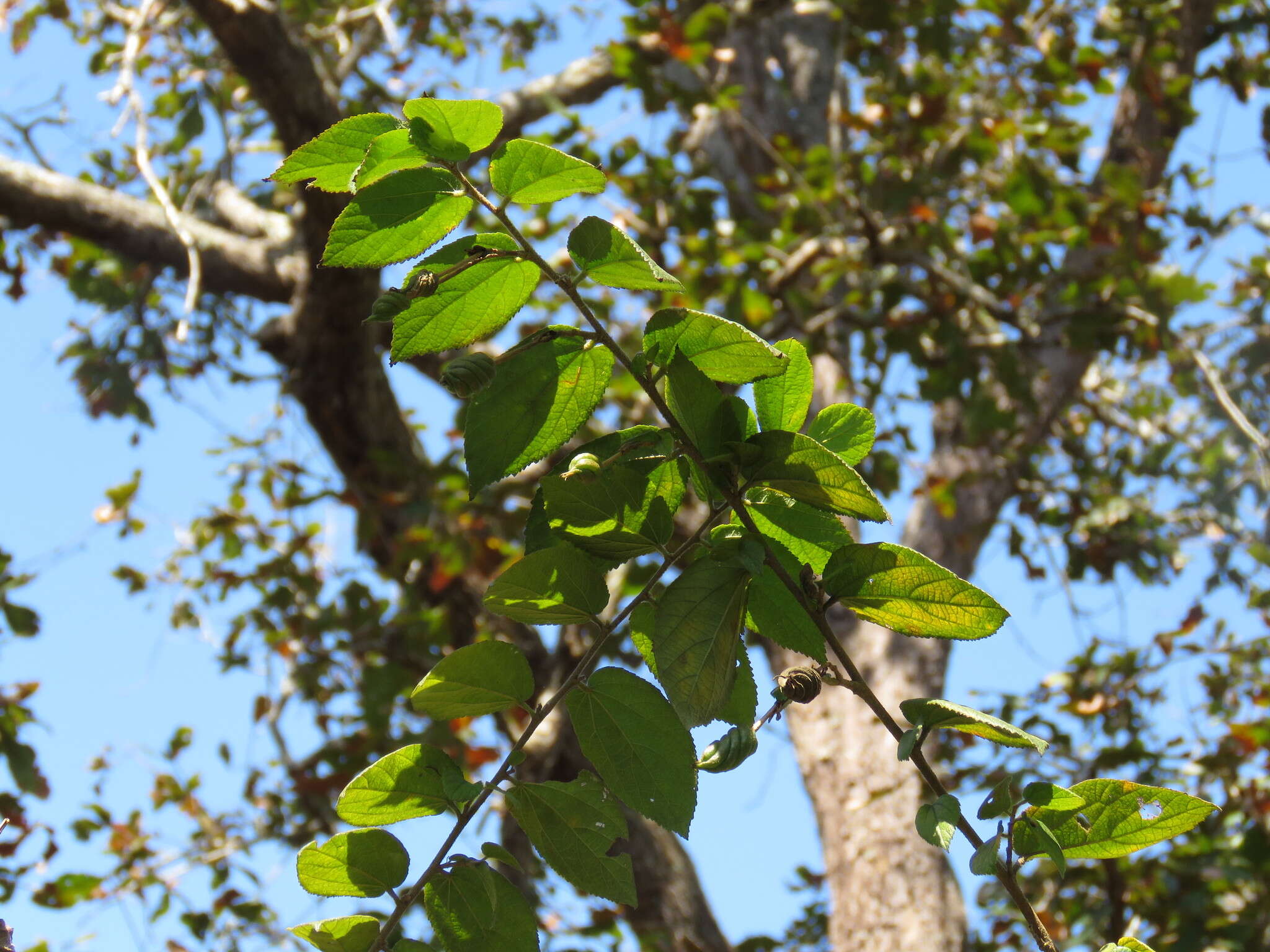 Image of Helicteres guazumifolia Kunth