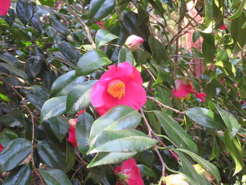 Image of camellia