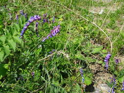 Imagem de Pastinaca sativa subsp. sylvestris (Mill.) Rouy & Camus