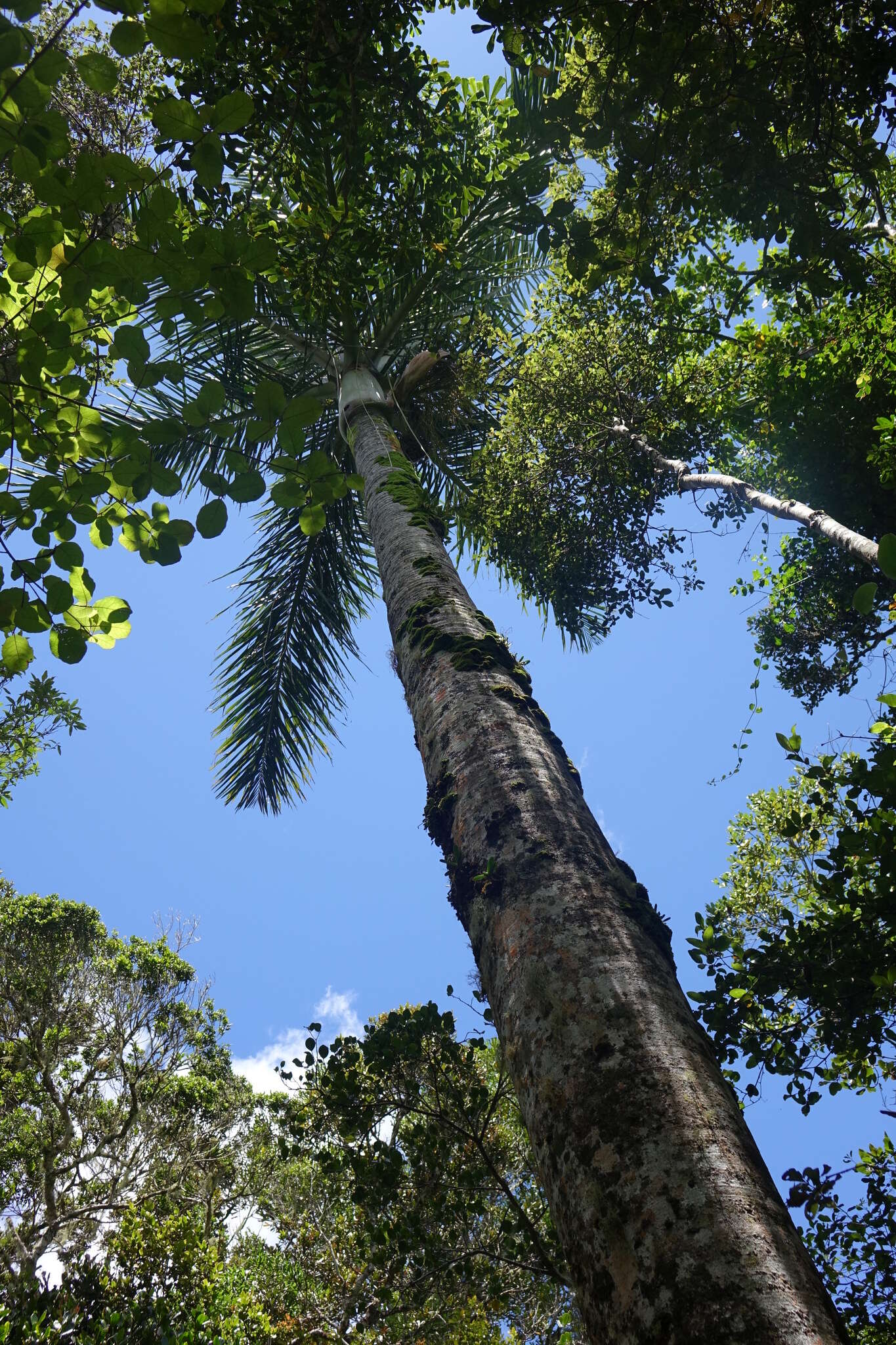 Dypsis decipiens (Becc.) Beentje & J. Dransf. resmi