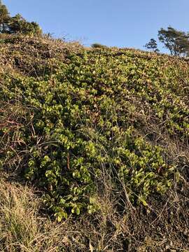 Image of Mt. Tamalpais manzanita