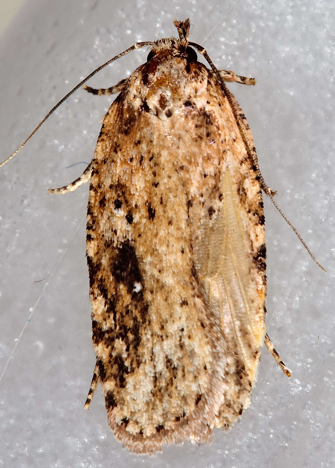 Imagem de Agonopterix pulvipennella Clemens 1864