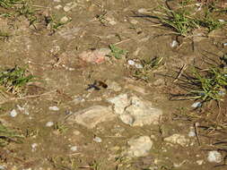 Image of Dotted bee-fly