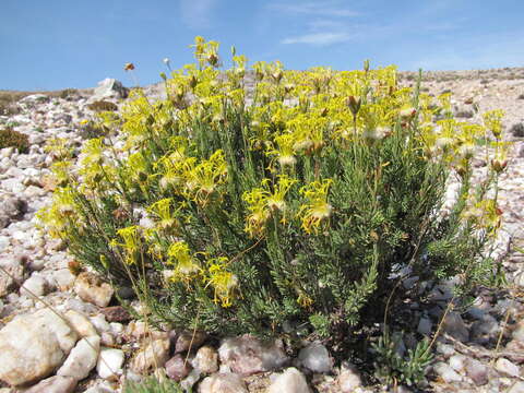 Image of Gnidia pedunculata Beyers