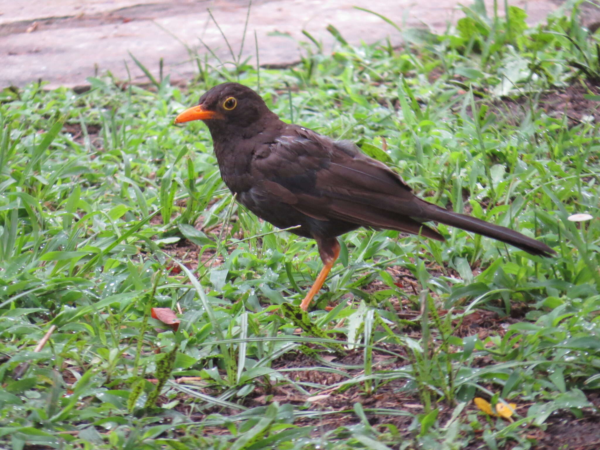 Turdus chiguanco d'Orbigny & Lafresnaye 1837 resmi