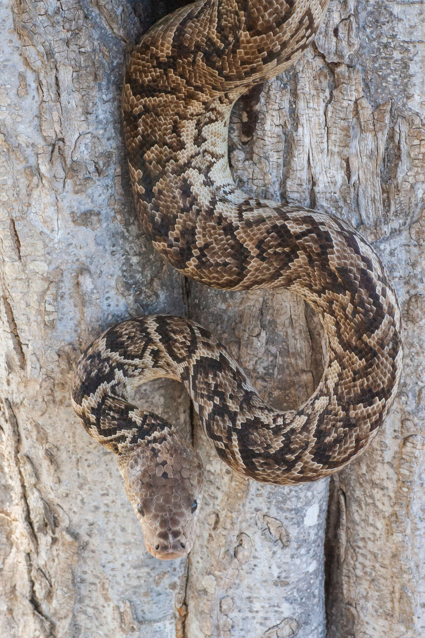 Image of Cuban Boa