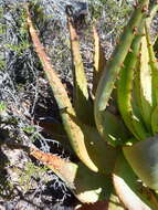 Plancia ëd Aloe glauca Mill.