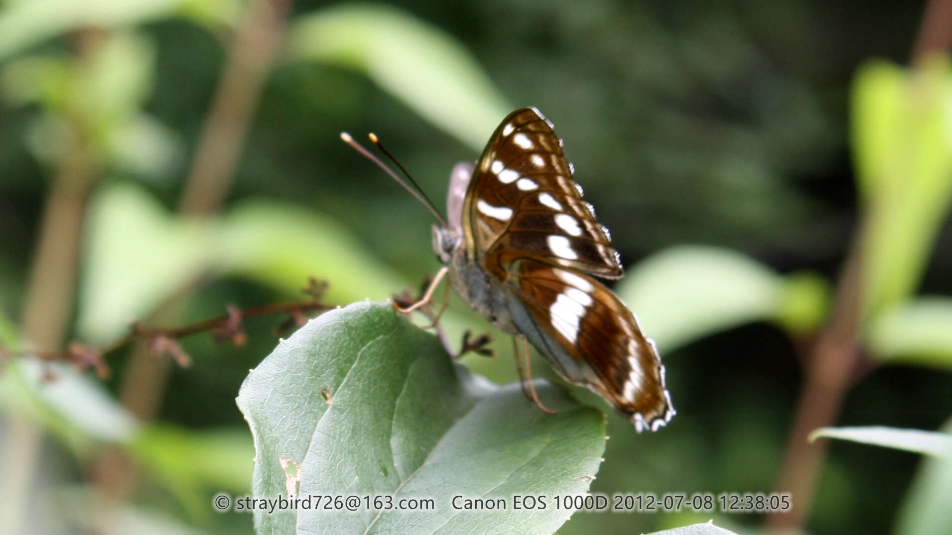 Image of Limenitis moltrechti Kardakoff 1928