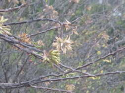 Image of Fouquieria macdougalii Nash