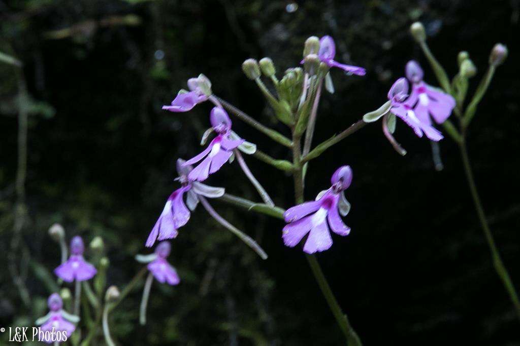 Imagem de Cynorkis lowiana Rchb. fil.