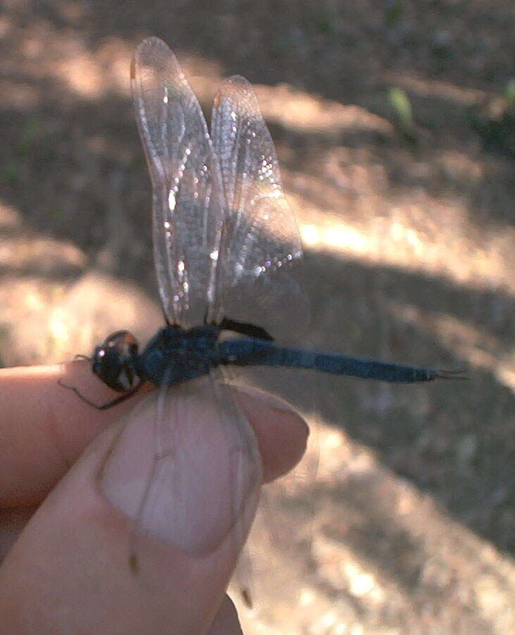 Tramea binotata (Rambur 1842) resmi