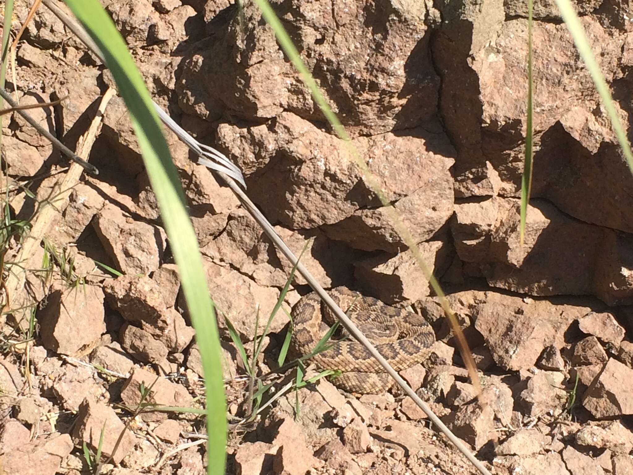 Image of Northern Pacific Rattlesnake