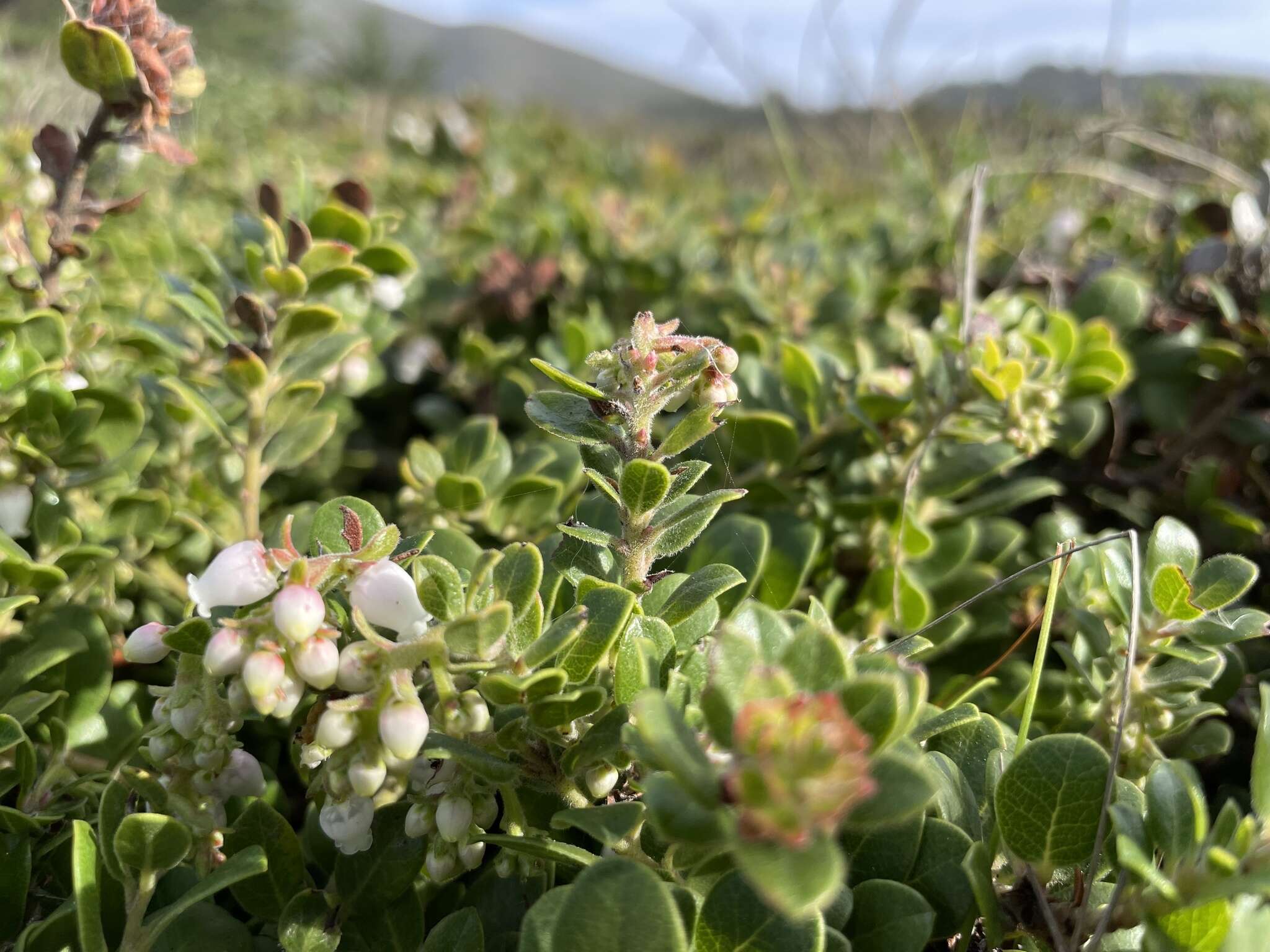 Sivun Arctostaphylos edmundsii Howell kuva