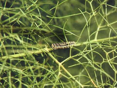 Image of Saharan Swallowtail