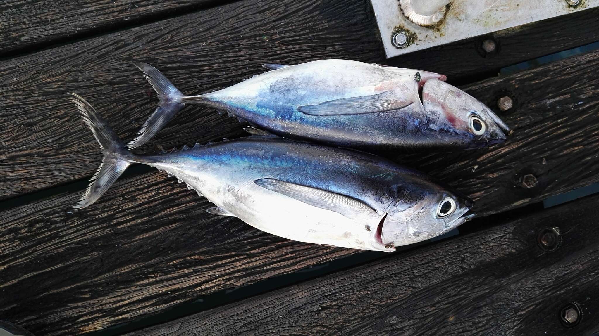 Image of Albacore Fish