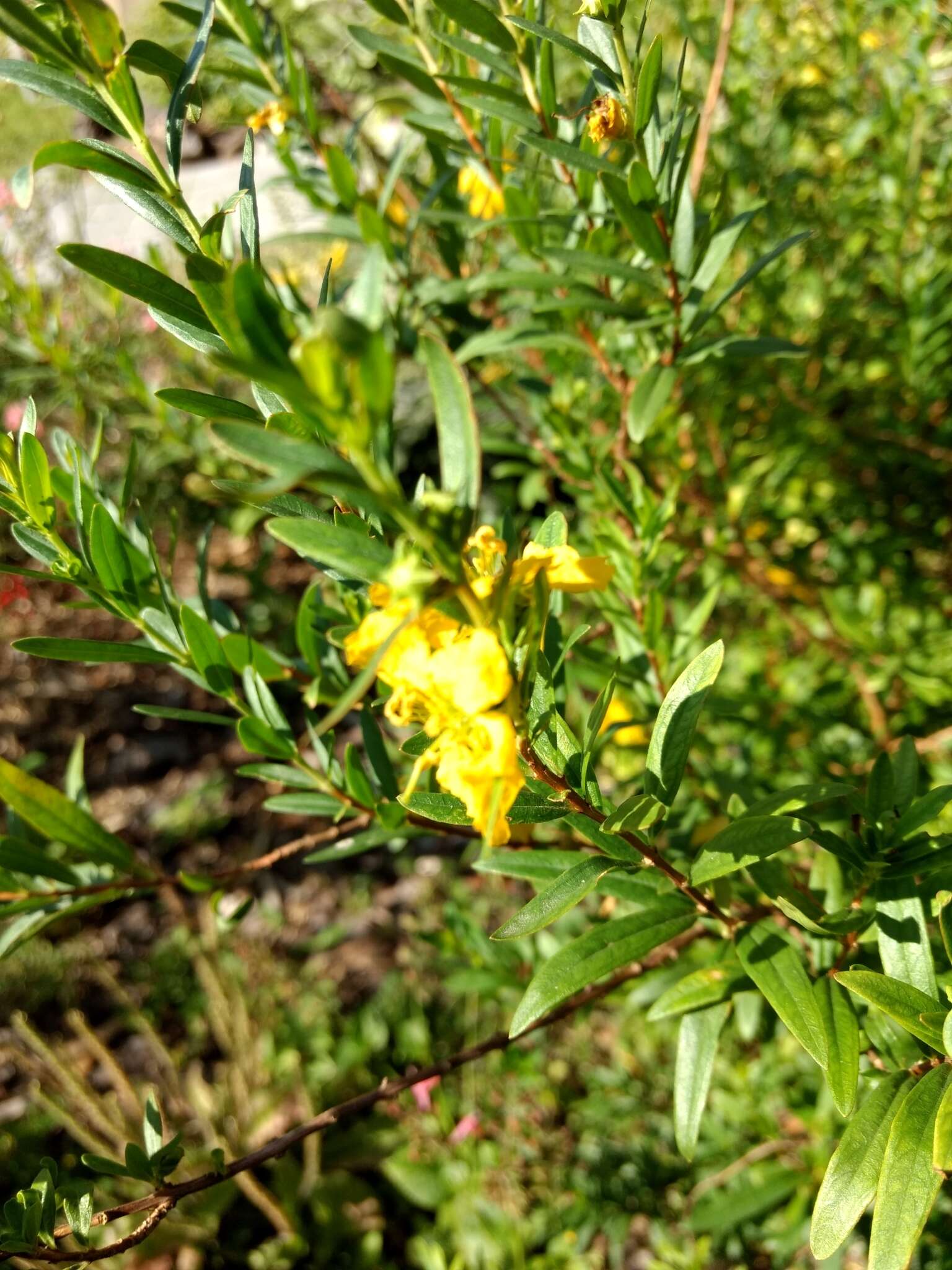 Image of shrubby yellowcrest