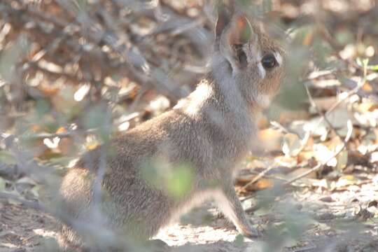 Image of Pediolagus salinicola