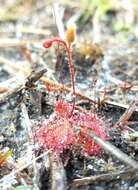 Imagem de Drosera brevifolia Pursh