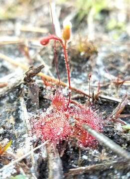 Image of dwarf sundew