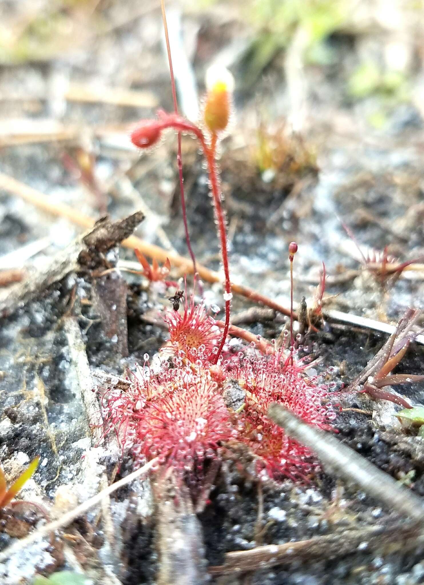 Imagem de Drosera brevifolia Pursh