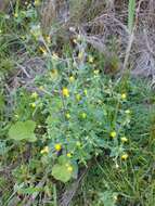 Image of Hemimeris racemosa (Houtt.) Merrill