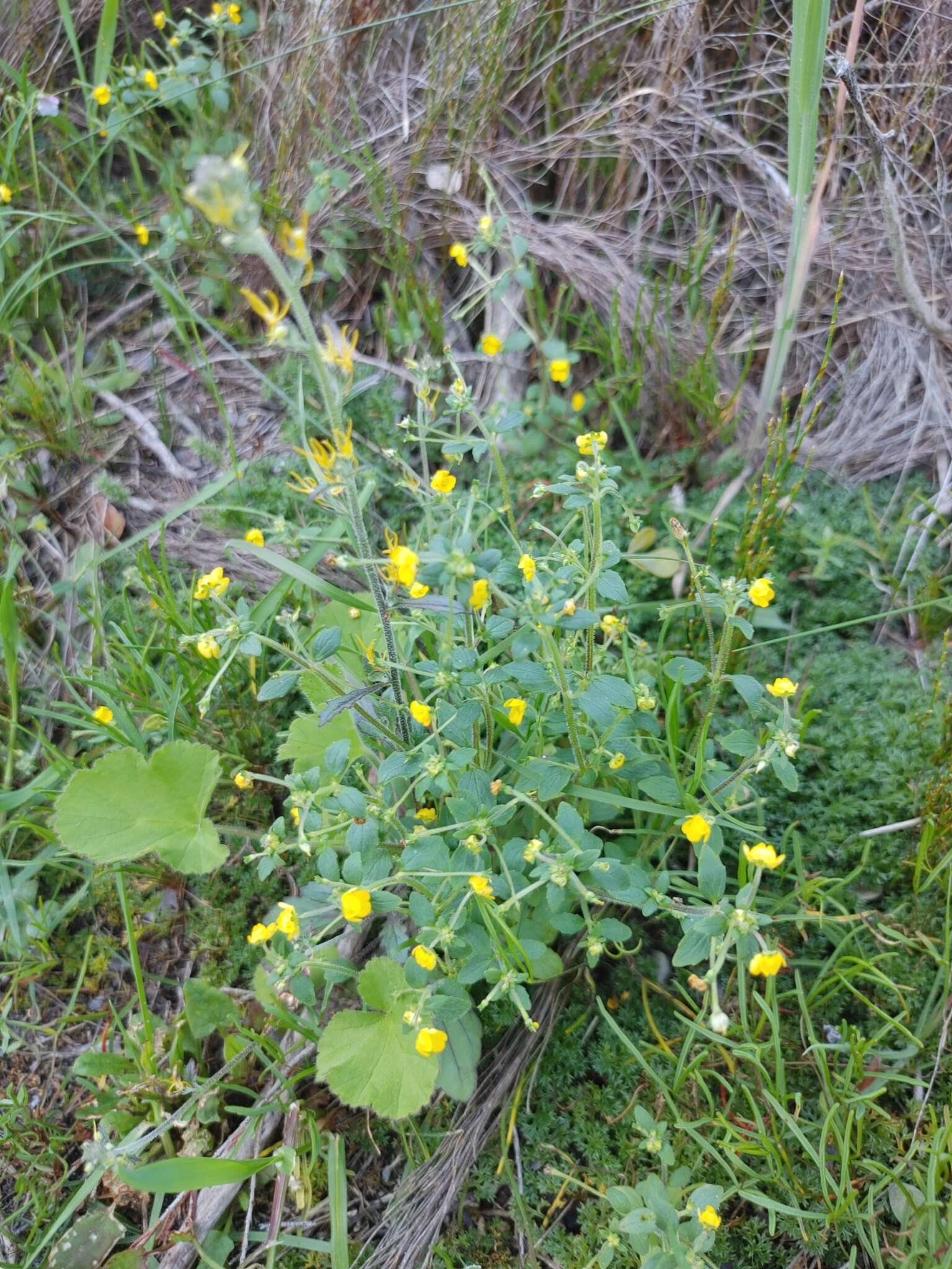 Image of Hemimeris racemosa (Houtt.) Merrill