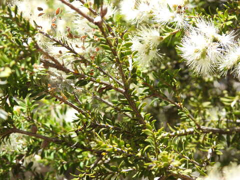 Image of Melaleuca sieberi Schauer