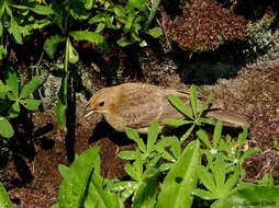 Image of Brown-headed Cowbird