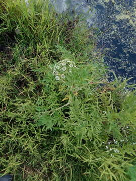 Image of European Waterhemlock