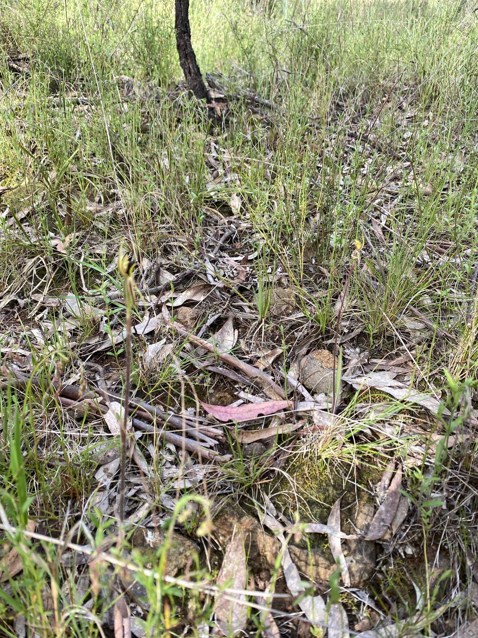 Imagem de Caladenia actensis D. L. Jones & M. A. Clem.