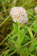 Image of Hylotelephium pallescens (Freyn) H. Ohba