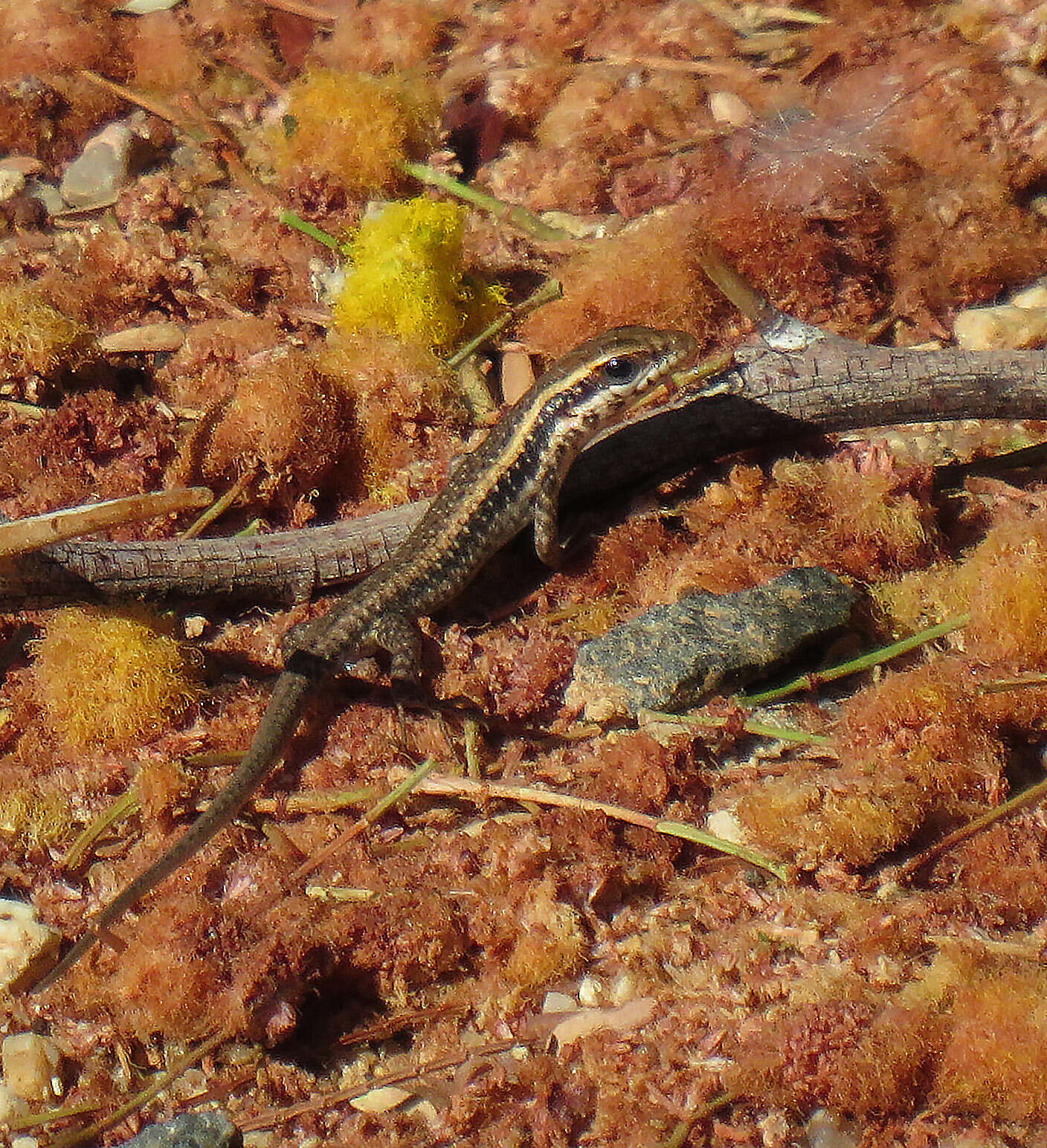 Trachylepis spilogaster (Peters 1882)的圖片