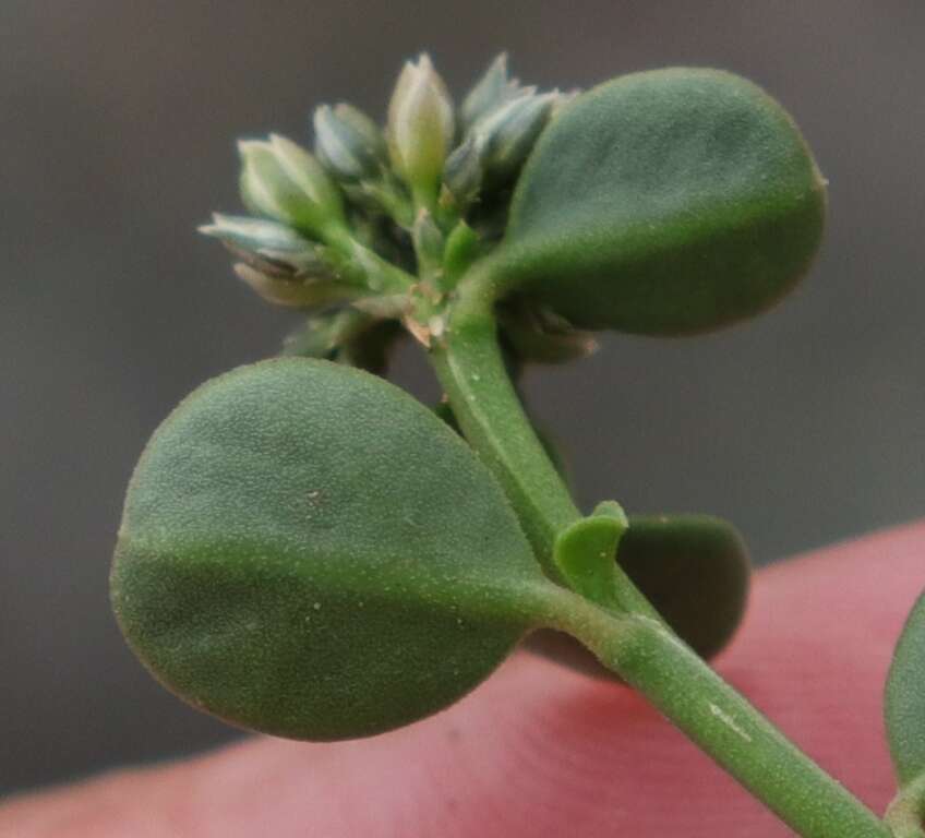 Image of Limeum telephioides var. telephioides