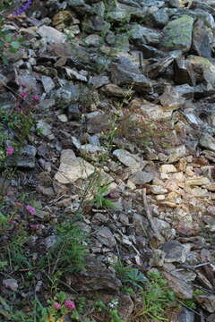 Lactuca viminea (L.) J. & C. Presl的圖片