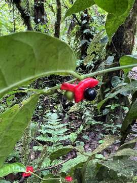 Image of Heisteria povedae Q. Jimenez & S. Knapp