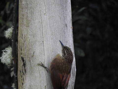 Image of Planalto Woodcreeper