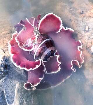 Image of white-banded bubble