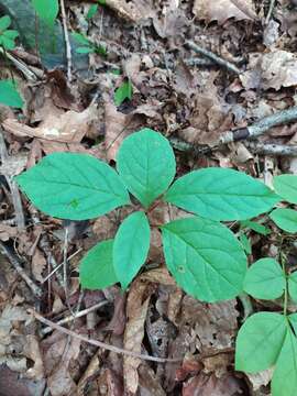 Image de Schisandra chinensis (Turcz.) Baill.