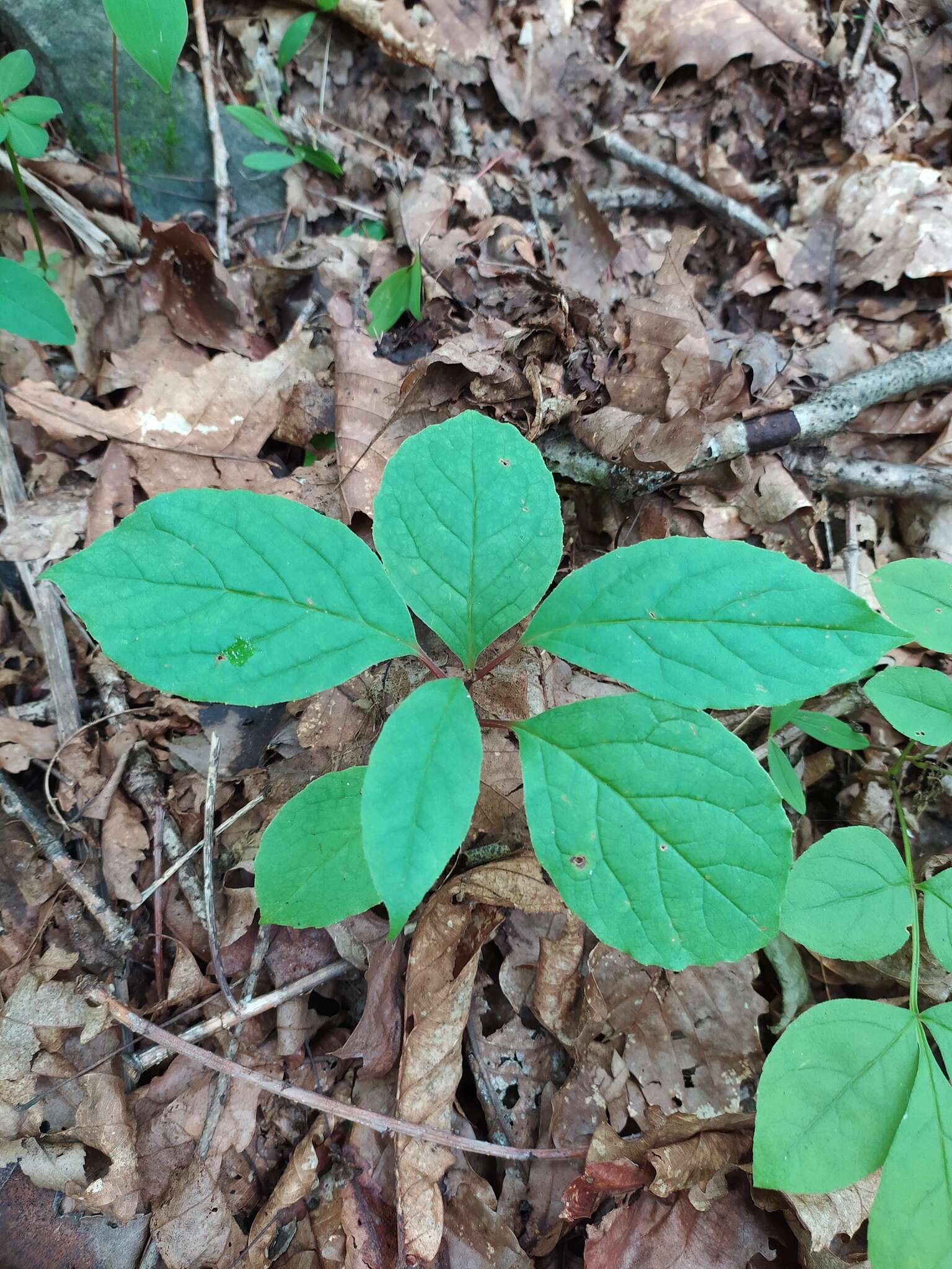 Image de Schisandra chinensis (Turcz.) Baill.