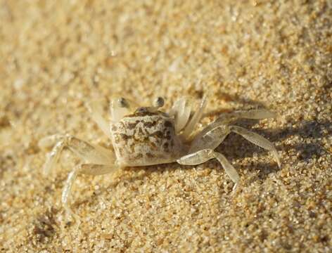 Image of smooth-eyed ghost crab