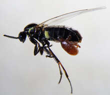 Image of Minute black scavenger fly